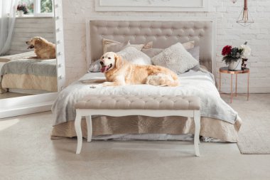 Golden retriever yavru köpek lüks parlak renkler klasik eklektik tarzı yatak kral yatak ve komidin, yeşil bitkiler ve bir ayna ile. Evcil hayvan dostu otel veya ev Oda.