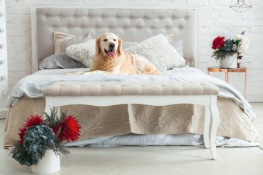 Lüks parlak renkler klasik eklektik tarzı yatak kral yatak ve komidin, kırmızı çiçekler ile Golden retriever yavru köpek. Evcil hayvan dostu otel veya ev Oda.
