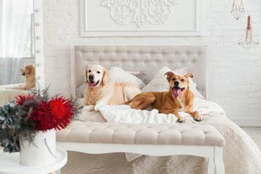 Altın geri almak ve karışık cins köpekler lüks parlak renkler klasik eklektik tarzı yatak kral yatak, Komidin ve ayna ile kızıl. Evcil hayvan dostu otel veya ev Oda.