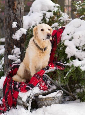 Arka bahçe hasır sandalye ile rahat kırmızı ekose kareli oturan sevimli golden retriever köpek. Park kışın. Dikey duvar kağıdı.