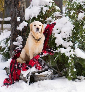 Arka bahçe hasır sandalye ile rahat kırmızı Noel tartan ekose oturan sevimli golden retriever köpek. Park kışın. Kare duvar kağıdı.
