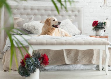 Lüks parlak renkler klasik eklektik tarzı yatak kral yatak ve komidin, kırmızı çiçekler ile Golden retriever yavru köpek. Evcil hayvan dostu otel veya ev Oda.