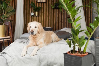 Altın geri almak saf ırk yavru köpek ceket ve yastık yatak içinde ev veya otel. İskandinav yeşil bitkiler oturma odası iç art deco dairede tarz. Evcil hayvan dostu kavramı, kopya alanı.