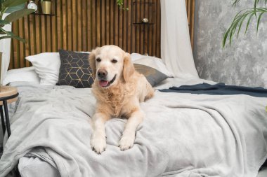 Altın geri almak saf ırk yavru köpek ceket ve yastık yatak içinde ev veya otel. İskandinav yeşil bitkiler oturma odası iç art deco dairede tarz. Evcil hayvan dostu kavramı