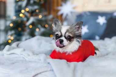 Çok gülümseyen chihuahua köpek yavrusu köpek İskandinav tarzı yatak Noel ağacı, ışıklar, dekoratif yastıklar ile kırmızı sıcak kazak giyiyor. Köpek lezzetli ve anlamlı bir şey kokuyor. Evcil hayvan dostu otel veya ev oda. Hayvan bakım kavramı.