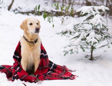 Sevimli golden retriever köpek karda açık oturma sıcak kırmızı Noel ekose kareli bir palto giyiyor. Park kışın. Yatay, kopya alanı, yakın çekim.