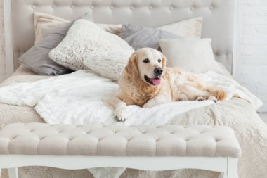 Golden retriever yavru köpek lüks parlak renkler klasik eklektik tarzı yatak kral yatak ve başucu masalı. Evcil hayvan dostu otel veya ev Oda.