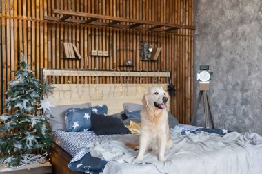 Mutlu golden retriever köpek Noel ağacı, yıldız, ışıklar, dekoratif yastıklar ile İskandinav tarzı yatak odasında. Evcil hayvan dostu otel veya ev oda. Hayvan bakım kavramı.