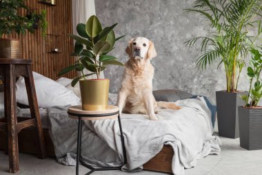 Altın geri almak saf ırk yavru köpek ceket ve yastık yatak içinde ev veya otel. İskandinav yeşil bitkiler oturma odası iç art deco dairede tarz. Evcil hayvan dostu kavramı, kopya alanı.