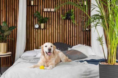 Golden retriever yavru köpek oyuncak yatak içinde ev veya otel ile. Yeşil bitkiler oturma odası iç art deco dairede SCANDI tarz. Evcil hayvan dostu kavramı, kopya alanı.