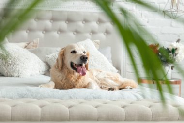 Lüks parlak renkler klasik eklektik tarzı yatak kral yatak ve komidin, yeşil bitkiler ile Golden retriever yavru köpek. Evcil hayvan dostu otel veya ev Oda.