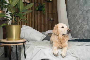 Altın geri almak saf ırk yavru köpek ceket ve yastık yatak içinde ev veya otel. İskandinav yeşil bitkiler oturma odası iç art deco dairede tarz. Evcil hayvan dostu kavramı