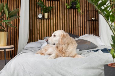 Altın geri almak saf ırk yavru köpek ceket ve yastık yatak içinde ev veya otel. İskandinav yeşil bitkiler oturma odası iç art deco dairede tarz. Evcil hayvan dostu kavramı, kopya alanı.
