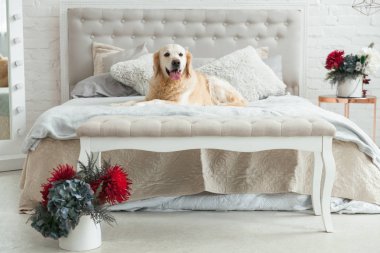Lüks parlak renkler klasik eklektik tarzı yatak kral yatak ve komidin, kırmızı çiçekler ile Golden retriever yavru köpek. Evcil hayvan dostu otel veya ev Oda.