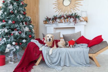 Noel ağacı yakınındaki kanepe kırmızı kazak giyiyor mutlu Golden retriever ve chihuahua yavru köpekleri. Evcil hayvan dostu otel veya ev oda. Aile içi yaşam, dostluk. 