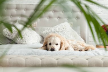 Lüks parlak renkler klasik eklektik tarzı yatak kral yatak ve komidin, yeşil bitkiler ile Golden retriever yavru köpek. Evcil hayvan dostu otel veya ev Oda.