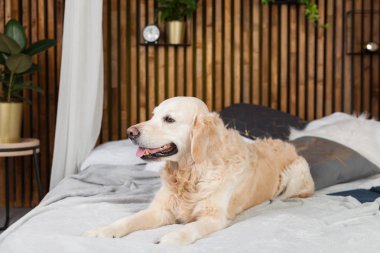 Altın geri almak saf ırk yavru köpek ceket ve yastık yatak içinde ev veya otel. İskandinav yeşil bitkiler oturma odası iç art deco dairede tarz. Evcil hayvan dostu kavramı, kopya alanı.