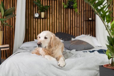 Altın geri almak saf ırk yavru köpek ceket ve yastık yatak içinde ev veya otel. İskandinav yeşil bitkiler oturma odası iç art deco dairede tarz. Evcil hayvan dostu kavramı, kopya alanı.