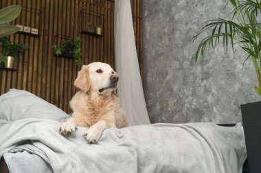 Altın geri almak saf ırk yavru köpek ceket ve yastık yatak içinde ev veya otel. İskandinav yeşil bitkiler oturma odası iç art deco dairede tarz. Evcil hayvan dostu kavramı