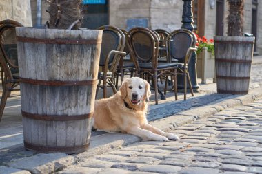 Golden retriever köpek sokak açık havada yakınındaki eski şehir merkezinde kafe gülümseyen mutlu. Evcil hayvan dostu tatil kavramı seyahat.                                      
