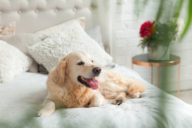 Lüks parlak renkler klasik eklektik tarzı yatak kral yatak ve komidin, yeşil bitkiler ile Golden retriever yavru köpek. Evcil hayvan dostu otel veya ev Oda.