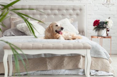 Lüks parlak renkler klasik eklektik tarzı yatak kral yatak ve komidin, yeşil bitkiler ile Golden retriever yavru köpek. Evcil hayvan dostu otel veya ev Oda.