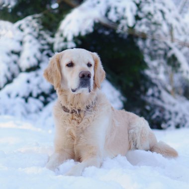Karda göl kenarında açık oturma sevimli golden retriever köpek. Park kışın. Yatay, kopya alanı.