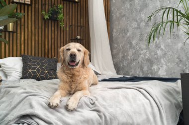 Altın geri almak saf ırk yavru köpek ceket ve yastık yatak içinde ev veya otel. İskandinav yeşil bitkiler oturma odası iç art deco dairede tarz. Evcil hayvan dostu kavramı
