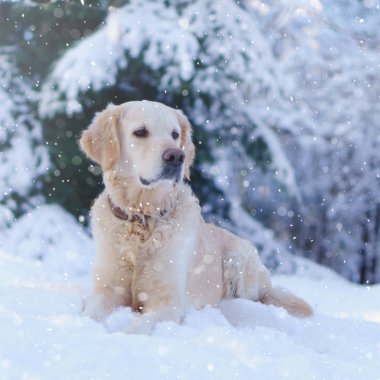 Karda açık oturma sevimli golden retriever köpek. Park kışın. Kare, kopya alanı, kar anlaşılan, görüntü tonda.