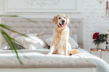 Lüks parlak renkler klasik eklektik tarzı yatak kral yatak ve komidin, yeşil bitkiler ile Golden retriever yavru köpek. Evcil hayvan dostu otel veya ev Oda.