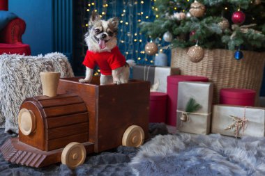 Chihuahua köpek Noel ağacı, yakınındaki sunar ve dekoratif şömine ile otel veya ev oturma odasında ışıkları. Yiğit haşhaş ve Nebulas mavi renkler Pantone 2019 ile iç eğilimi.