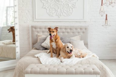 Altın geri almak ve karışık cins köpekler lüks parlak renkler klasik eklektik tarzı yatak kral yatak, Komidin ve ayna ile kızıl. Evcil hayvan dostu otel veya ev Oda.