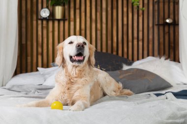 Golden retriever yavru köpek oyuncak yatak içinde ev veya otel ile. Yeşil bitkiler oturma odası iç art deco dairede SCANDI tarz. Evcil hayvan dostu kavramı, kopya alanı.