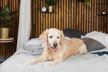 Altın geri almak saf ırk yavru köpek ceket ve yastık yatak içinde ev veya otel. İskandinav yeşil bitkiler oturma odası iç art deco dairede tarz. Evcil hayvan dostu kavramı, kopya alanı.