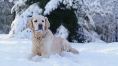 Karda göl kenarında açık oturma sevimli golden retriever köpek. Park kışın. Yatay, kopya alanı.