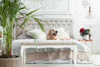 Lüks parlak renkler klasik eklektik tarzı yatak kral yatak ve komidin, yeşil bitkiler ile Golden retriever yavru köpek. Evcil hayvan dostu otel veya ev Oda.