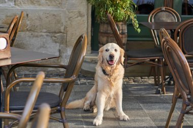 Mutlu gülümseyen golden retriever genç köpek kafe eski şehir downtow. Evcil hayvan dostu tatil kavramı seyahat.                                 