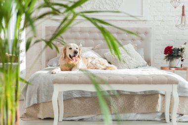 Lüks parlak renkler klasik eklektik tarzı yatak kral yatak ve komidin, yeşil bitkiler ile Golden retriever yavru köpek. Evcil hayvan dostu otel veya ev Oda.