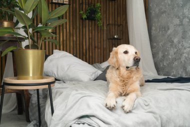 Altın geri almak saf ırk yavru köpek ceket ve yastık yatak içinde ev veya otel. İskandinav yeşil bitkiler oturma odası iç art deco dairede tarz. Evcil hayvan dostu kavramı