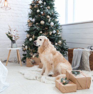Golden retriever yavru köpek üzerinde beyaz yapay kürk ceket yakınındaki ile dekorasyon, topları, Noel ağacı ışıkları ve kutularına sunar. Evcil hayvan dostu İskandinav tarzı otel veya ev Oda.