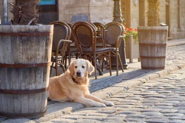 Mutlu altın geri almak genç eski şehir merkezinde kafe açık havada sokakta köpek. Yaz sabah güneş parlak etkisi. Evcil hayvan dostu tatil kavramı seyahat.                                      