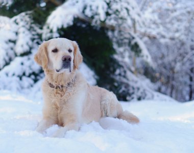 Karda açık oturma sevimli golden retriever köpek. Park kışın. Yatay, kopya alanı.