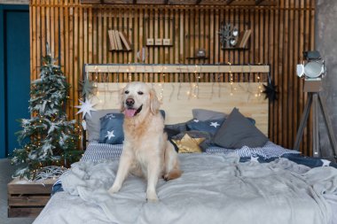 Mutlu golden retriever köpek Noel ağacı, yıldız, ışıklar, dekoratif yastıklar ile İskandinav tarzı yatak odasında. Evcil hayvan dostu otel veya ev oda. Hayvan bakım kavramı.