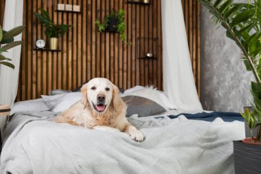 Altın geri almak saf ırk yavru köpek ceket ve yastık yatak içinde ev veya otel. İskandinav yeşil bitkiler oturma odası iç art deco dairede tarz. Evcil hayvan dostu kavramı, kopya alanı.