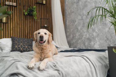 Altın geri almak saf ırk yavru köpek ceket ve yastık yatak içinde ev veya otel. İskandinav yeşil bitkiler oturma odası iç art deco dairede tarz. Evcil hayvan dostu kavramı