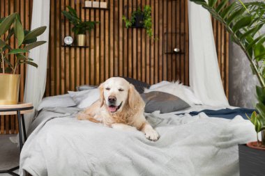 Altın geri almak saf ırk yavru köpek ceket ve yastık yatak içinde ev veya otel. İskandinav yeşil bitkiler oturma odası iç art deco dairede tarz. Evcil hayvan dostu kavramı, kopya alanı.