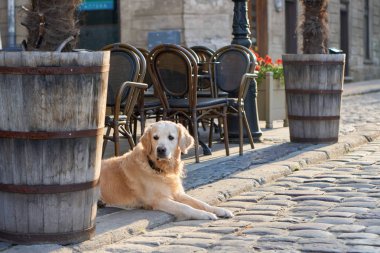 Eski şehir merkezinde açık havada Sokak kafede kaldırımda mutlu altın geri almak küçük köpek. Evcil hayvan dostu tatil kavramı seyahat.                                      