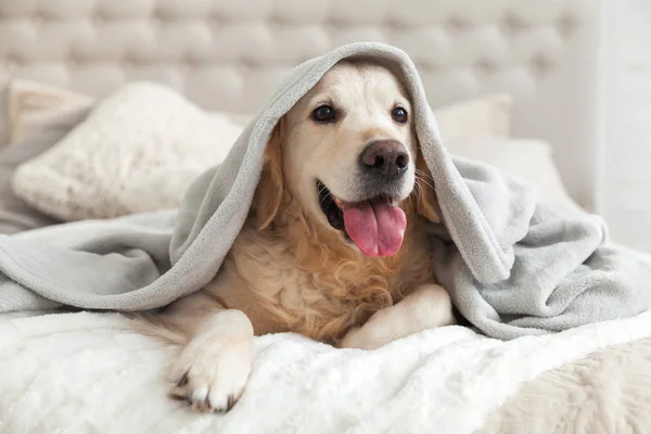 Happy smiling young golden retriever dog under light gray plaid. Pet warms under a blanket in cold winter weather. Pets friendly and care concept.