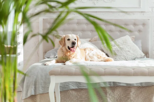 Perro Cachorro Golden Retriever Lujosos Colores Brillantes Dormitorio Estilo Ecléctico —  Fotos de Stock