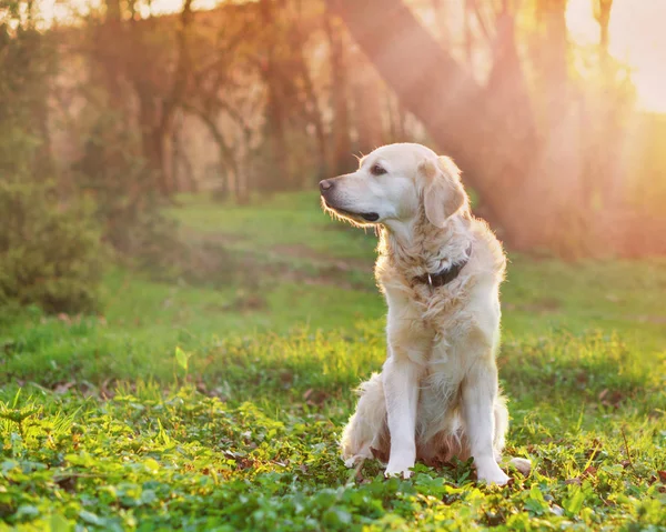 Sevimli Golden Retriever Köpek Park Bahar Yeşil Çimenlerin Üzerinde Oturuyor — Stok fotoğraf